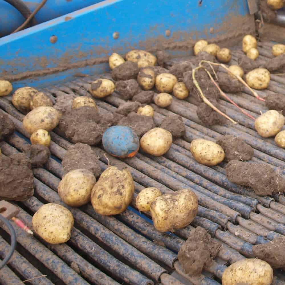 tuberlog electronic potato can withstand the harsh environment of a harvester