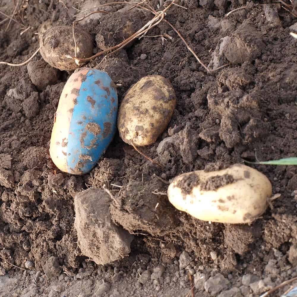 tuberlog electronic potato mimics the size and density of a real potato