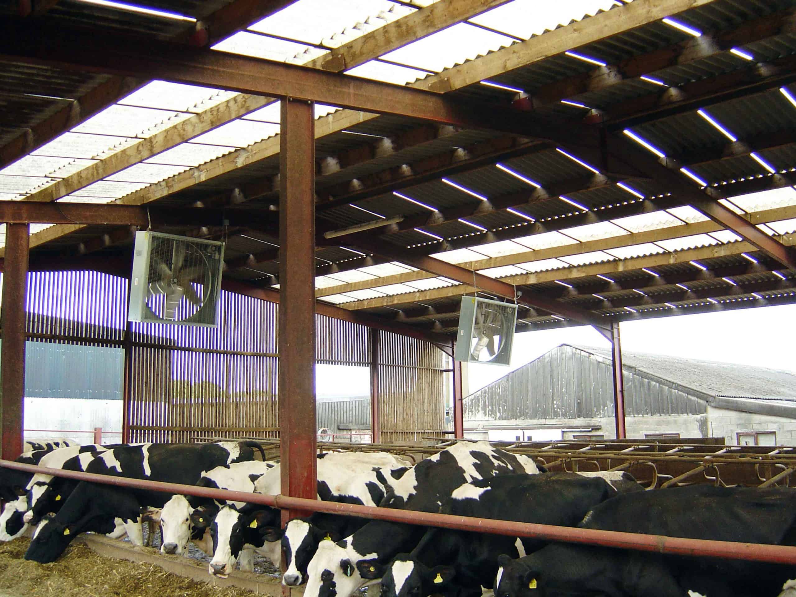 livestock building ventilation system helps reduce heat stress