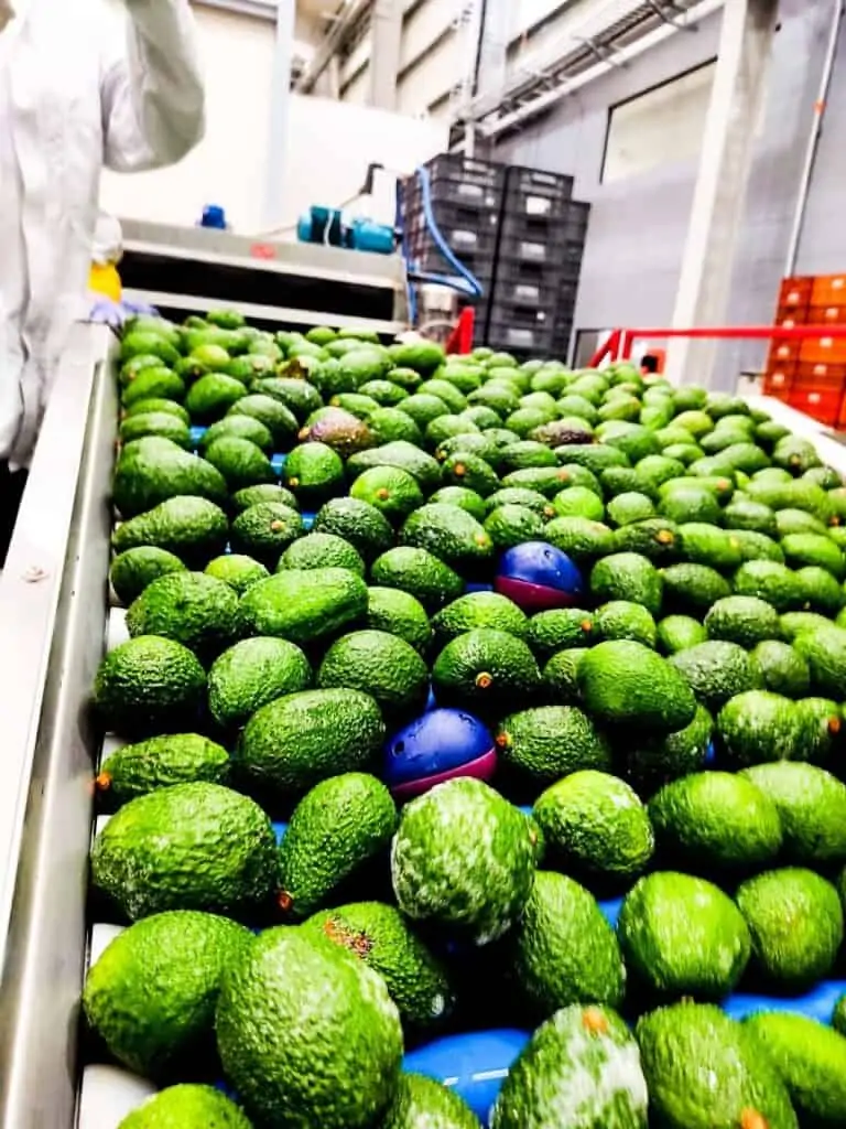 ImpacTrack electronic avocados travel down the processing line