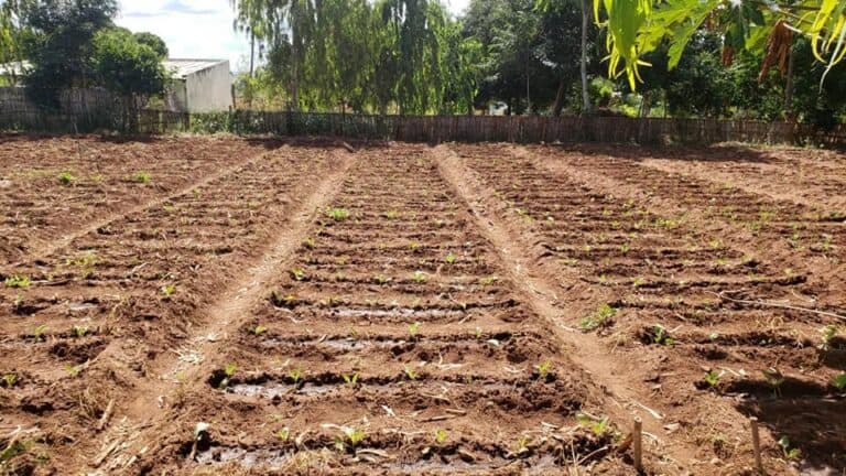 The school garden where the training takes place